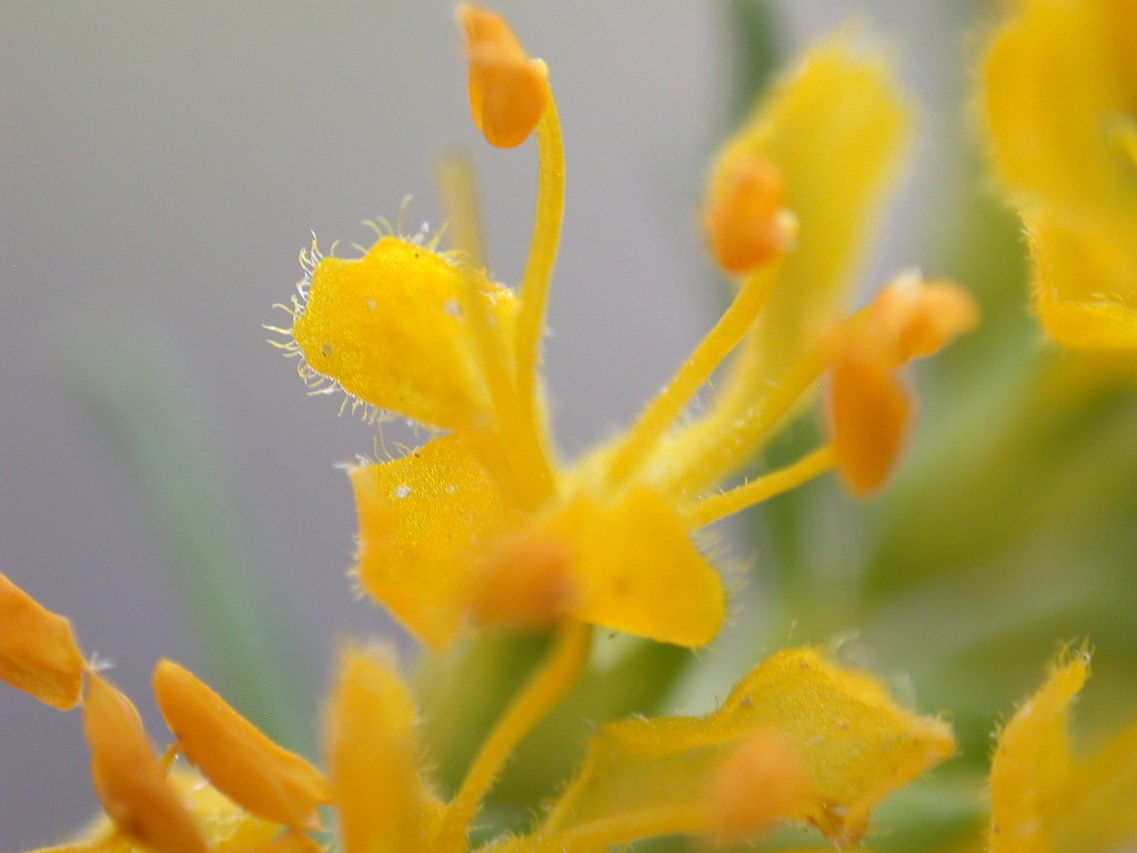 Odontites luteus / Perlina gialla